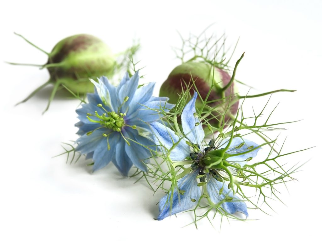 La fleur de nigelle bio nigella sativa qui produit une graine anticancer