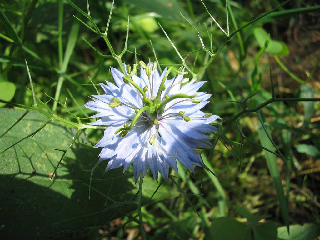 La graine de nigelle un des meilleurs anticancer naturel