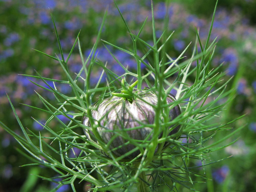 La graine de nigelle bio anti cancer naturel puissant
